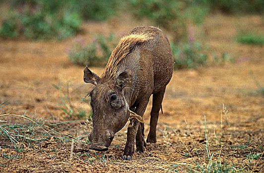 疣猪,马赛马拉,公园,肯尼亚