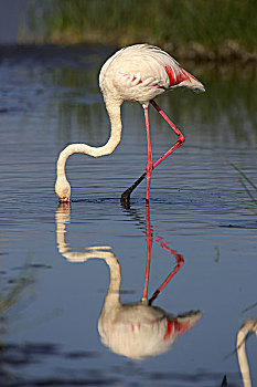 大红鹳,大火烈鸟,成年,吃,水下,纳库鲁湖,肯尼亚