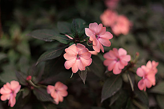 粉色非洲凤仙花