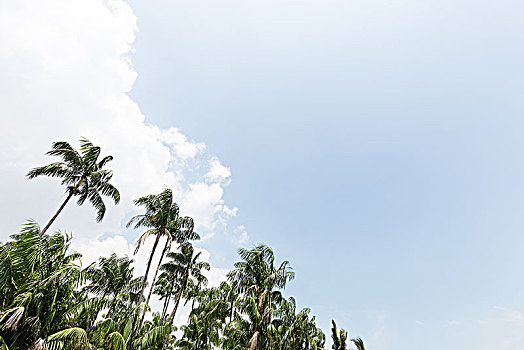 椰树,蓝天
