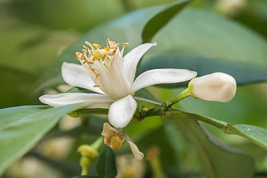 橙花,春天,花