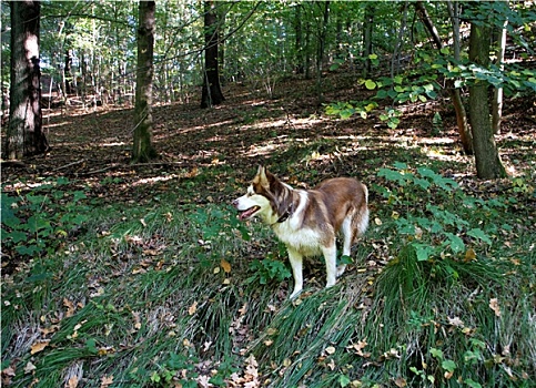 哈士奇犬,森林