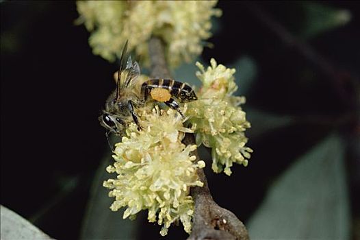 蜜蜂,意大利蜂,收集,花蜜,花,野生,桂皮,树,记事本,满,花粉,篮子,树林,斯里兰卡