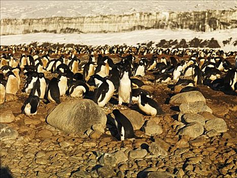 企鹅,阿德利企鹅,生物群,富兰克林,岛屿,南极