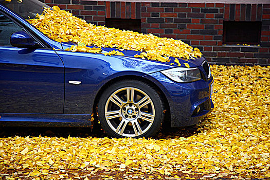停车,遮盖,秋天,叶子,德国,欧洲