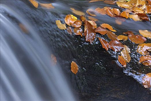 特写,秋叶,岩石上,流动,河流,巴伐利亚森林国家公园,巴伐利亚,德国