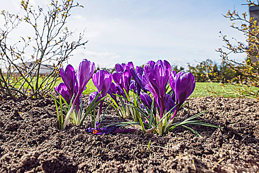 紫色,藏红花,花园,花坛,清新,土地,春天