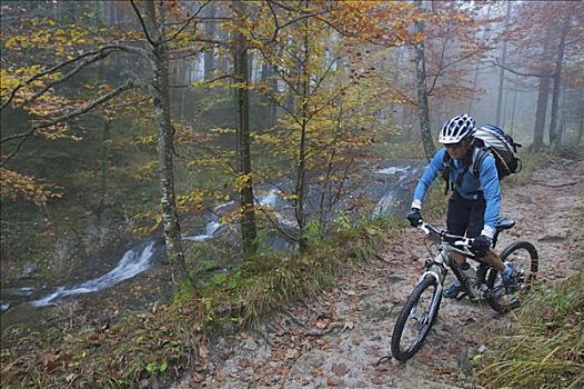 山地车,骑乘,秋日树林,旁侧,溪流,靠近,巴伐利亚,德国
