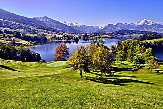 高尔夫球场,湖,弗里堡,阿尔卑斯山,背影,山,瑞士,欧洲