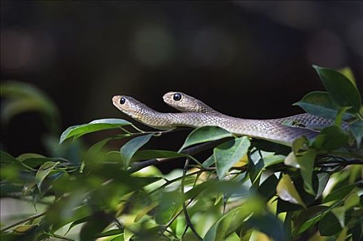 蛇,清迈,泰国