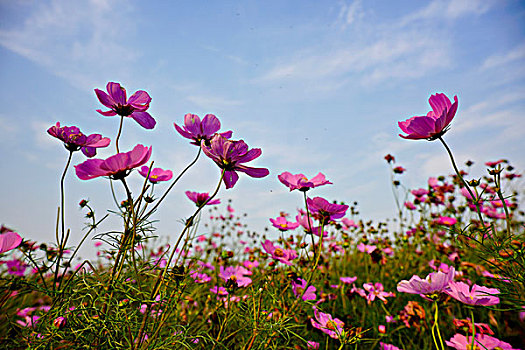 花海