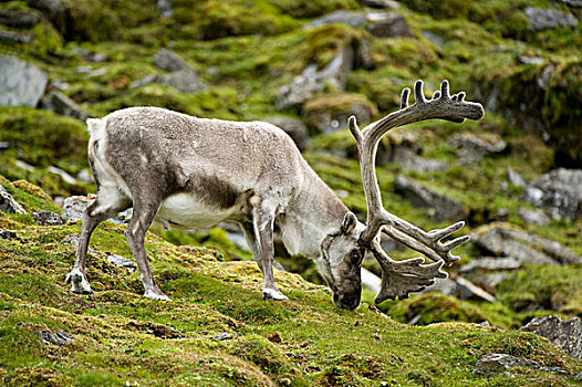 挪威,西部,斯匹次卑尔根岛,斯瓦尔巴特群岛,驯鹿,驯鹿属,小,成年,苔原