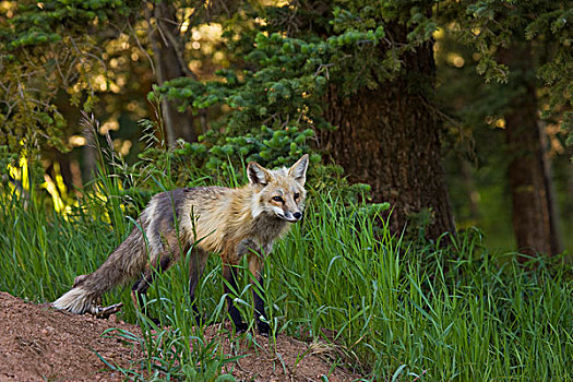 美国,科罗拉多,国家森林,红狐,成年,靠近