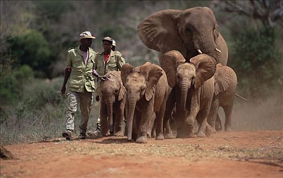 非洲象,孤儿,群体,夜晚,黄昏,东察沃国家公园,肯尼亚