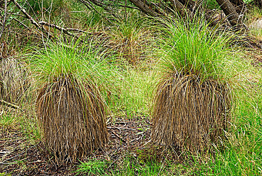 湿地,植被,草丛,束,草,岸边,湖,南岛,新西兰