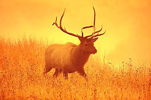 北美马鹿,麋鹿,鹿属,鹿,早晨,雾气,黄石国家公园,怀俄明,美国