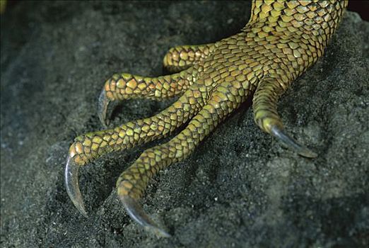 绿鬣蜥,特写,攀登,爪,科罗拉多岛,巴拿马