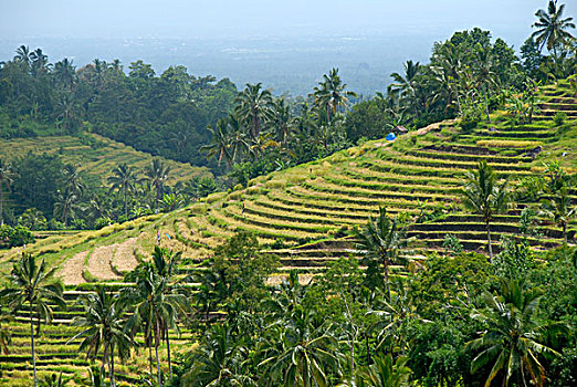 农业,稻田,稻米梯田,椰树,巴厘岛,印度尼西亚,东南亚,亚洲
