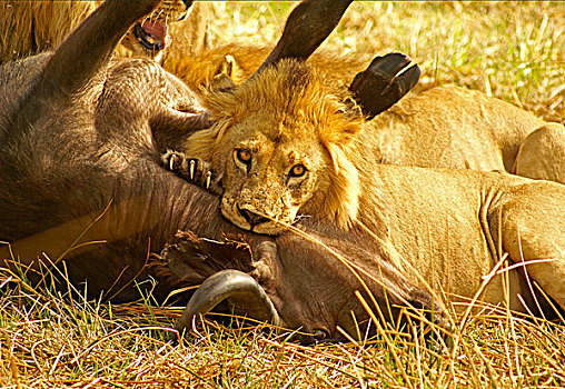 博茨瓦纳,狮子,捕食,南非水牛