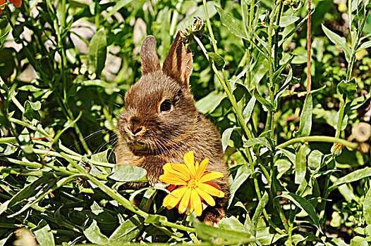 年轻,迷你兔,植物