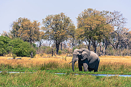 博茨瓦纳,奥卡万戈三角洲,大象,非洲象,放牧