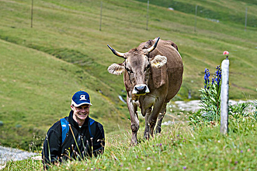 男人,旁侧,母牛,高山,草场,山谷,瑞士,欧洲