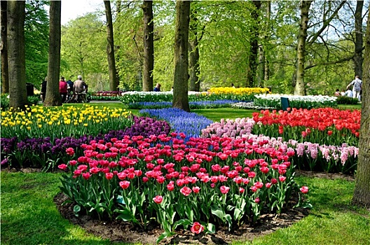 紫色,黄色,蓝色,粉色,白色,郁金香,库肯霍夫公园,公园,荷兰