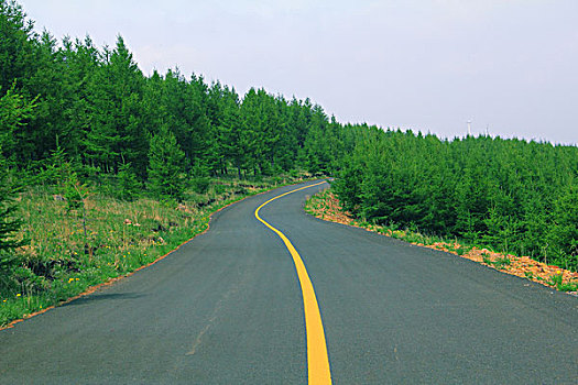 柏油路穿过松树林