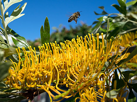 蜜蜂,离开,未知,树,马贝拉,满,黄花