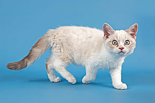 小猫,10星期大,老,蓝色,猞猁,白色
