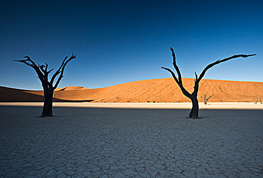 刺槐,枯木,沙丘,背景,死亡谷,纳米比诺克陆夫国家公园,纳米比亚