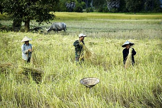 农民,穿,稻米,帽子,丰收,稻田,岛屿,老挝