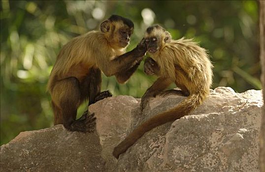 褐色,棕色卷尾猴,一对,岩石上,一个,修饰,栖息地,巴西,南美