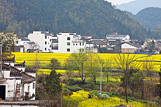 江西婺源,思溪延村,油菜花,徽派建筑,民居