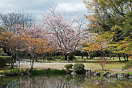 大,站立,中心,花园,京都