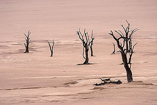 死,骆驼,刺,树,死亡谷,索苏维来地区,纳米布沙漠,纳米比诺克陆夫国家公园,纳米比亚,非洲