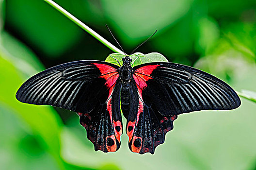 深红色,摩门教,燕尾蝶,雌性,亚洲,物种,俘获,北莱茵-威斯特伐利亚,德国,欧洲