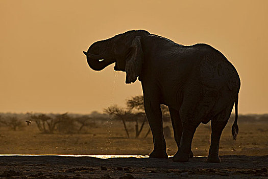 非洲象,喝,水潭,逆光,博茨瓦纳,非洲