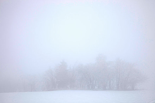 树,雪,雾,冬天,风景