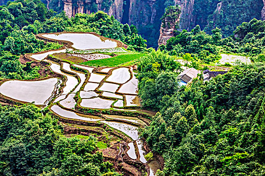 湖南,张家界,峰林,水田