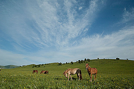 盛夏内蒙古坝上草原,蓝天下自由自在吃草的马群