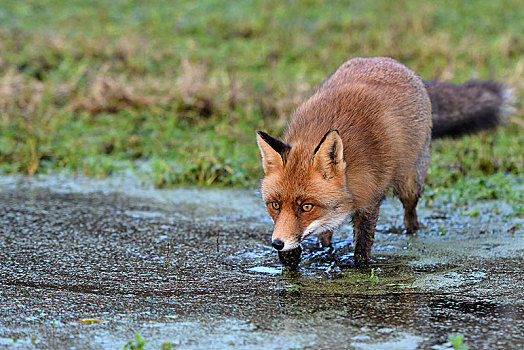 红狐,狐属,水,北荷兰,荷兰