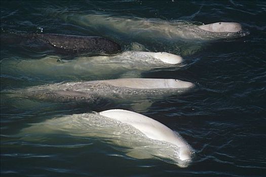 白鲸,鲸,群,平面,兰开斯特海峡,加拿大
