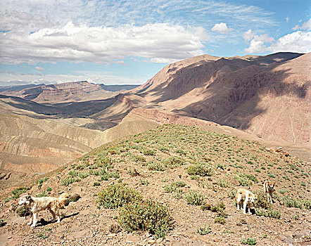 牧羊犬,干燥,山顶