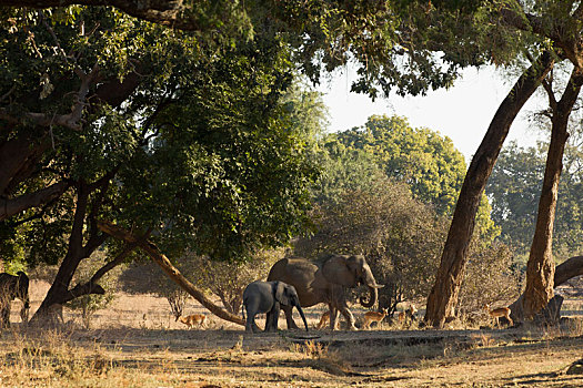 大象,幼兽,非洲象,津巴布韦