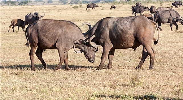 野生,非洲,水牛,肯尼亚