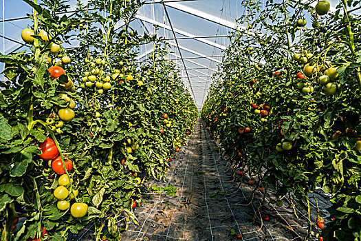 西红柿,温室