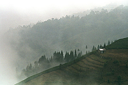 雾气,上方,山,途中,大吉岭,西孟加拉,印度,十一月,2004年