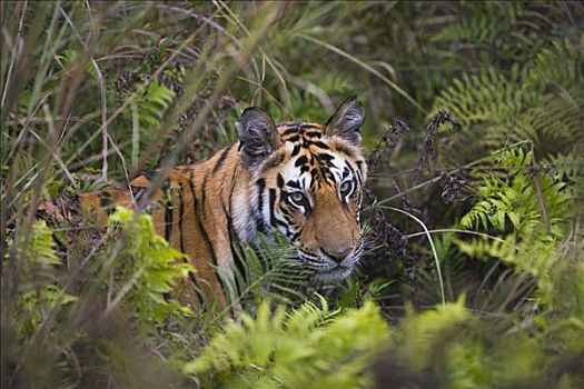 孟加拉虎,虎,老,幼小,湿,绿色,草地,蕨类,干燥,季节,班德哈维夫国家公园,印度