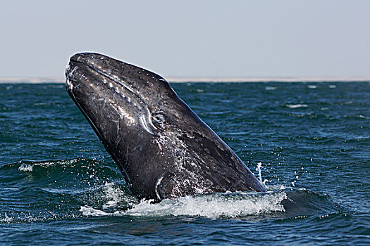 灰鲸,幼兽,下加利福尼亚州,墨西哥